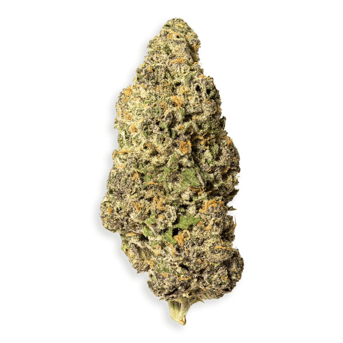 Mendocino Purp