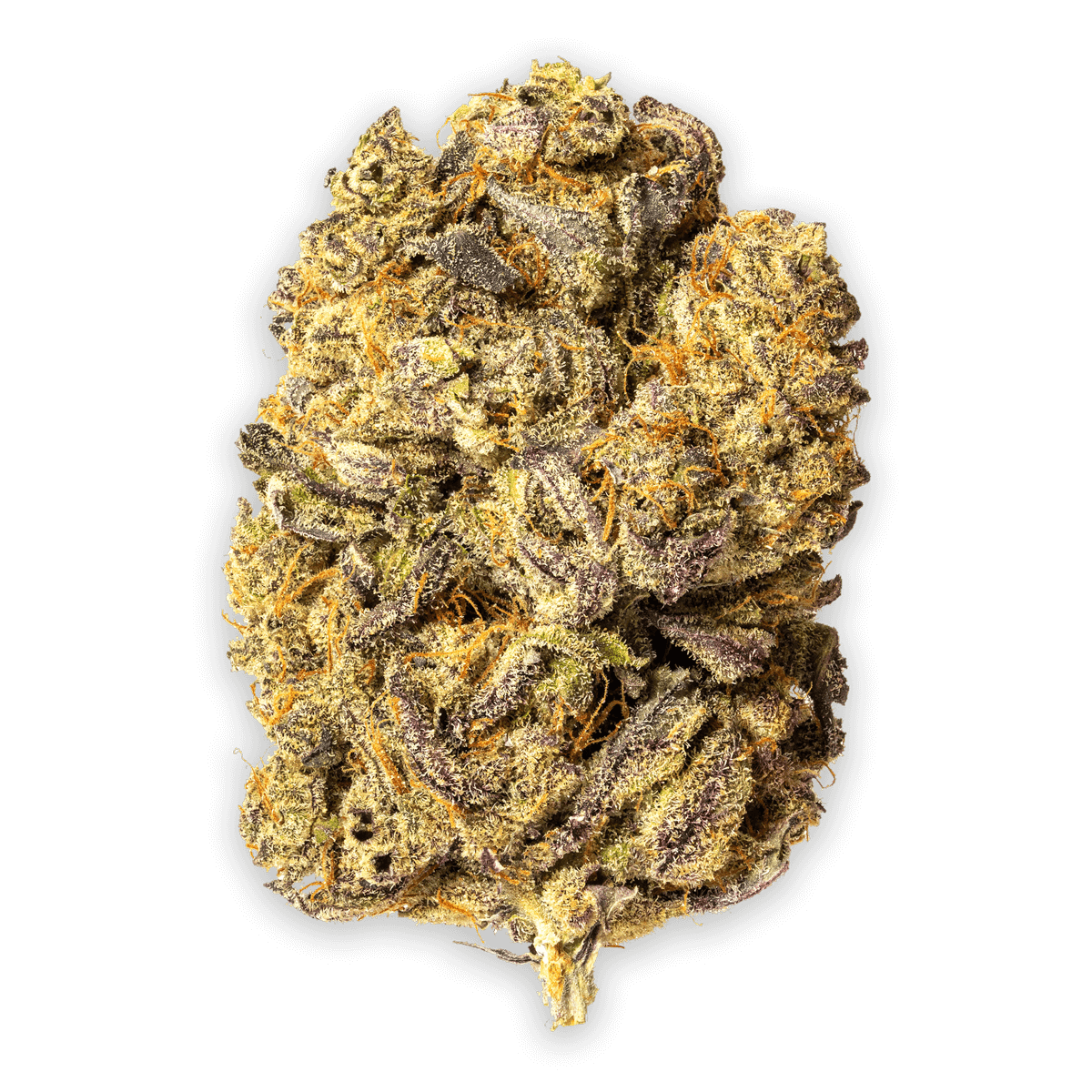 Ocimène Kush