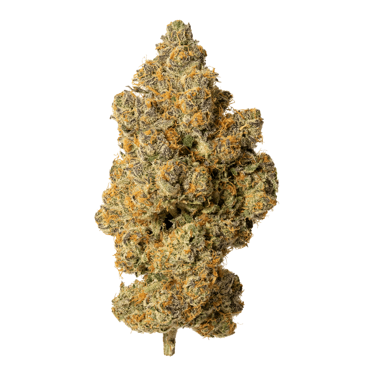 Nordic Tangie