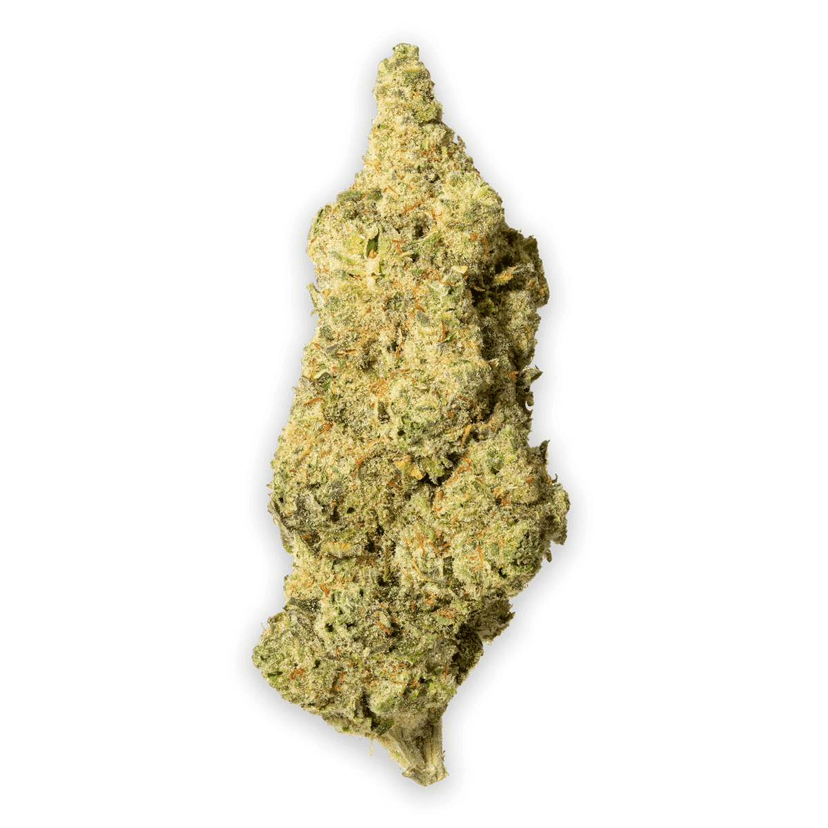 Boreal Papaya